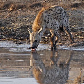 Etosha - Chudop - Hyena